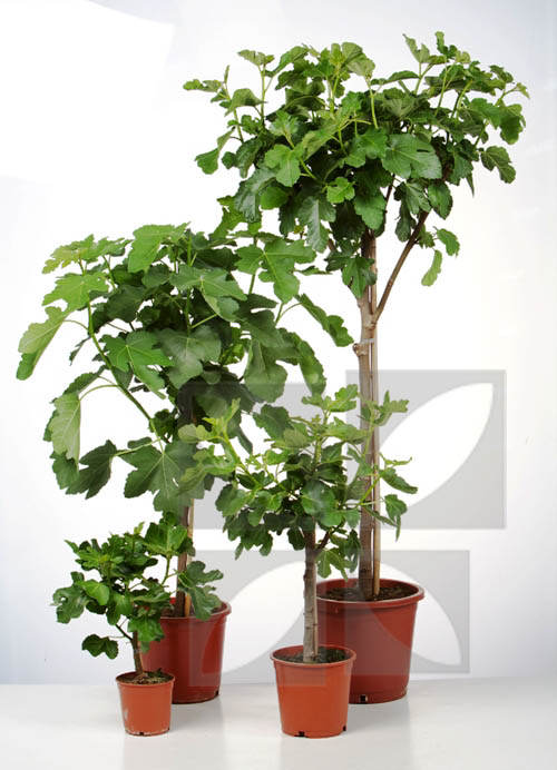 Ficus Carica image2